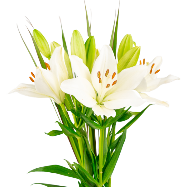 Bqt Simply Lilies White